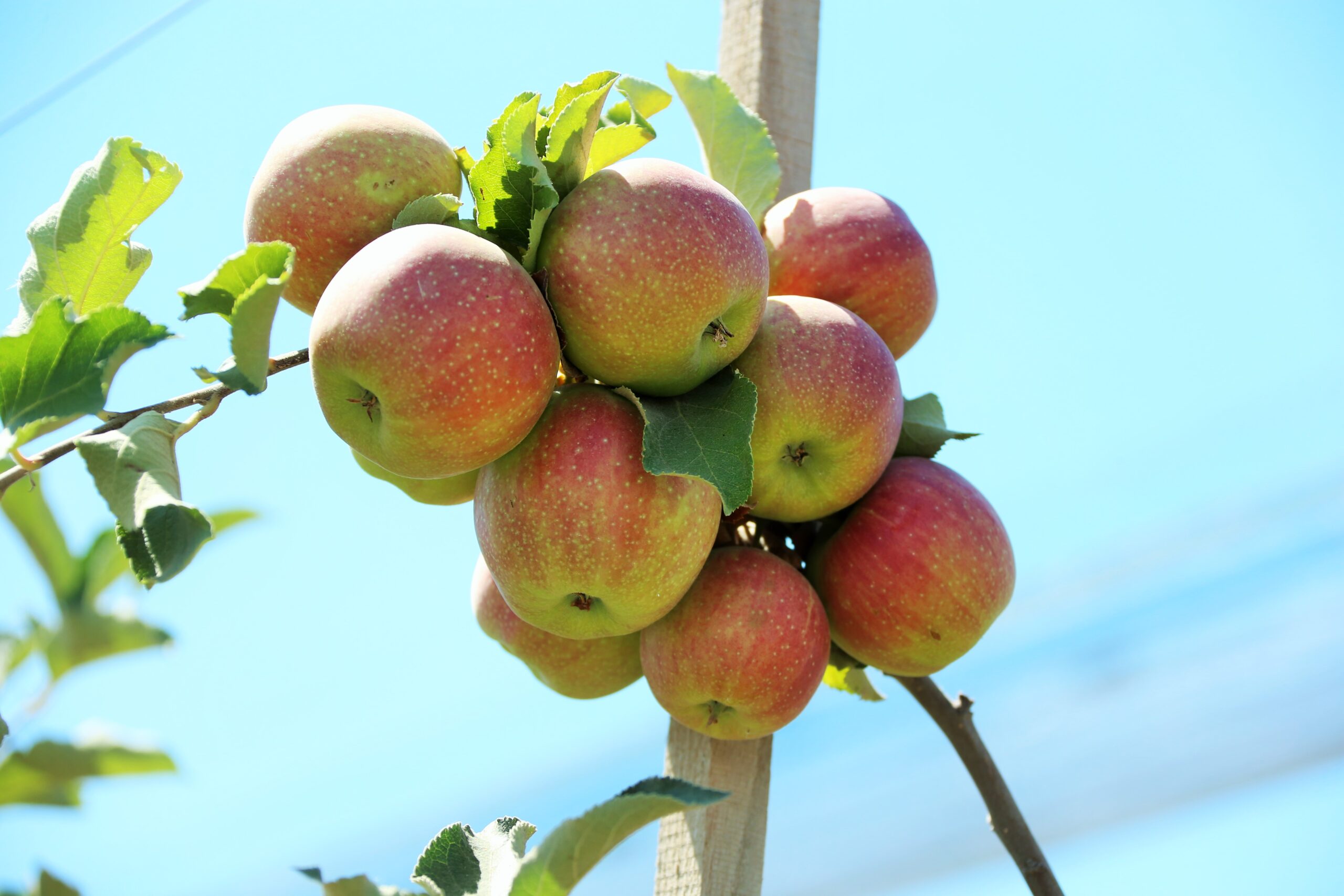 Алма Ата яблоки