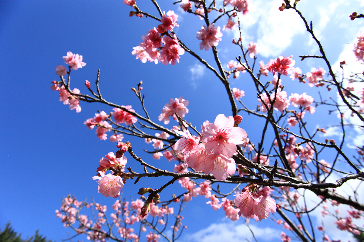 Ms. Cherry Blossoms